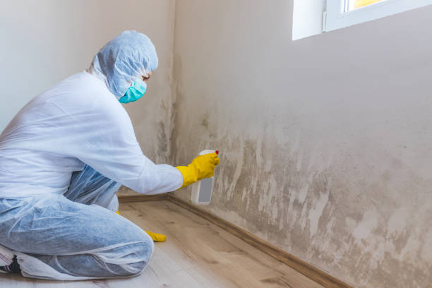 Licensed Mold Removal service in Sterling, VA - WQB Mold Removal